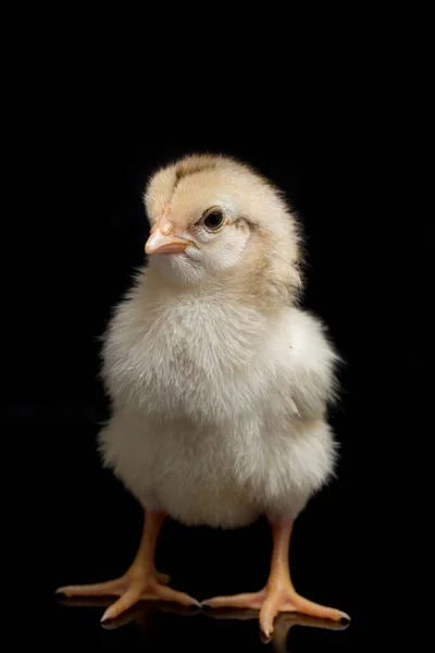 Pintinho Recém Nascido Ayam Kampung Raça Galinha Relatada Indonésia Nome — Fotografia de Stock