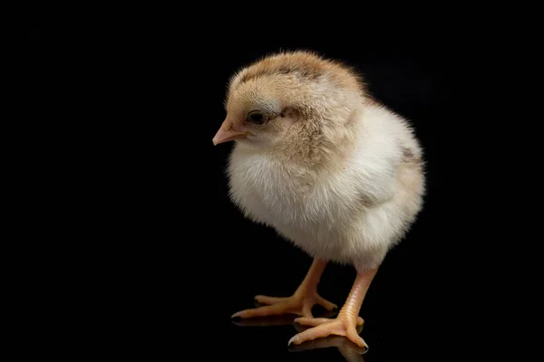 Egy Újszülött Chick Ayam Kampung Csirke Fajta Jelentett Indonéziából Név — Stock Fotó