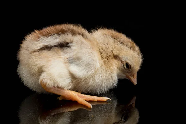 Pintinho Recém Nascido Ayam Kampung Raça Galinha Relatada Indonésia Nome — Fotografia de Stock