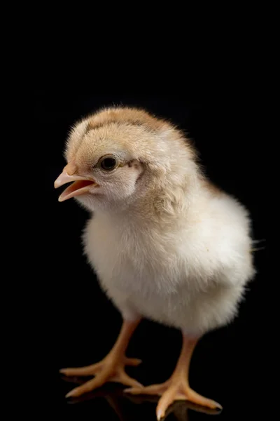 Newborn Chick Ayam Kampung Chicken Breed Reported Indonesia Name Means — Stock Photo, Image