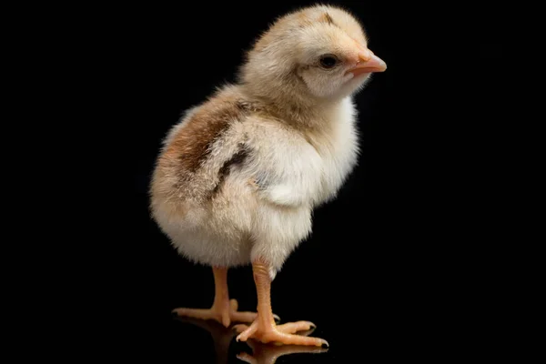 Newborn Chick Ayam Kampung Chicken Breed Reported Indonesia Name Means — Stock Photo, Image