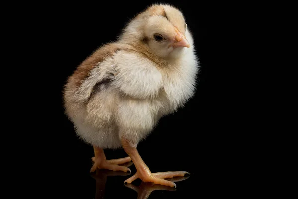 Novorozené Kuře Ayam Kampung Kuřecí Plemeno Hlášené Indonésie Název Znamená — Stock fotografie