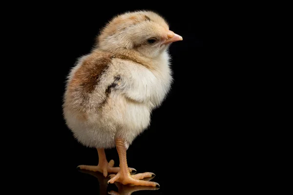 Nyfödd Kyckling Ayam Kampung Kyckling Rasen Rapporteras Från Indonesien Namnet — Stockfoto