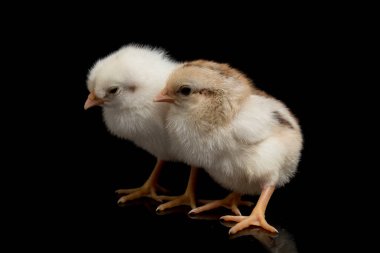 İki yeni doğmuş beyaz, sarı, kahverengi piliç Ayam Kampung 'serbest çiftlik tavuğu' ya da tam anlamıyla 'köy tavuğu' Gallus domesticus. Siyah arkaplanda izole