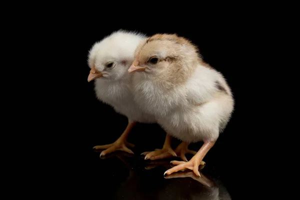 Deux Nouveau Nés Blanc Jaune Brun Poussin Ayam Kampung Poulet — Photo
