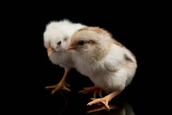 Två Nyfödda Vita Gula Brun Chick Ayam Kampung Frigående Kyckling — Stockfoto