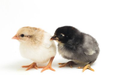 İki yeni doğan Ayam Kampung Endonezya 'dan bildirilen tavuk cinsidir. 