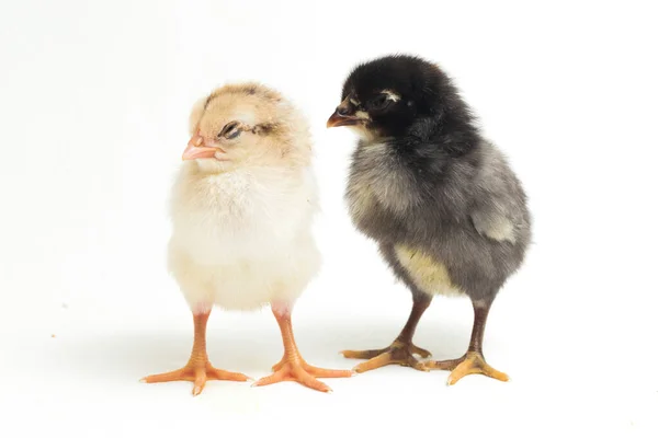 Dos Recién Nacidos Chick Ayam Kampung Raza Pollo Reportada Desde — Foto de Stock