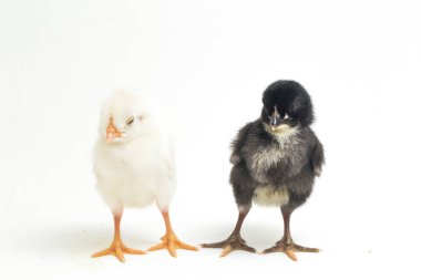 İki yeni doğan Ayam Kampung Endonezya 'dan bildirilen tavuk cinsidir. 