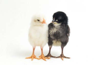 İki yeni doğan Ayam Kampung Endonezya 'dan bildirilen tavuk cinsidir. 