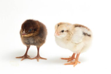 İki yeni doğan Ayam Kampung Endonezya 'dan bildirilen tavuk cinsidir. 