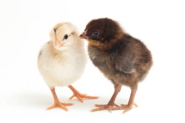 İki yeni doğan Ayam Kampung Endonezya 'dan bildirilen tavuk cinsidir. 