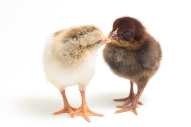 İki yeni doğan Ayam Kampung Endonezya 'dan bildirilen tavuk cinsidir. 