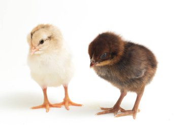 İki yeni doğan Ayam Kampung Endonezya 'dan bildirilen tavuk cinsidir. 