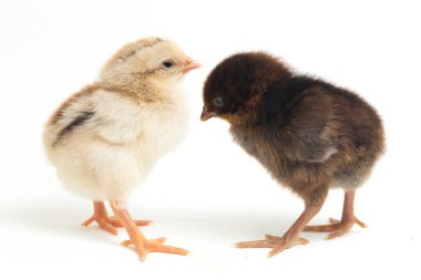 İki yeni doğan Ayam Kampung Endonezya 'dan bildirilen tavuk cinsidir. 