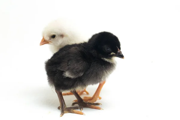 Dos Recién Nacidos Chick Ayam Kampung Raza Pollo Reportada Desde —  Fotos de Stock