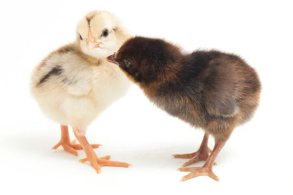 印度尼西亚报道的两个新生的鸡品种Chick Ayam Kampung 自由放养的鸡 或字面意思是 乡村鸡 家养鸡 在白色背景下隔离 — 图库照片