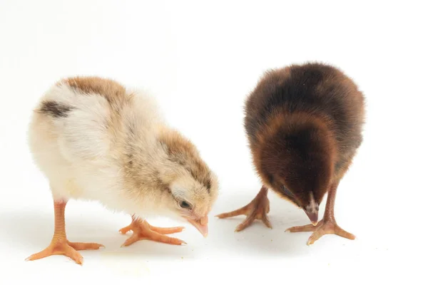 Два Новорожденных Цыпленка Аям Кампунг Является Куриная Порода Сообщили Индонезии — стоковое фото