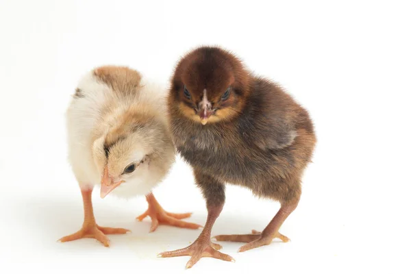 Δύο Νεογέννητα Chick Ayam Kampung Είναι Φυλή Κοτόπουλου Που Αναφέρθηκαν — Φωτογραφία Αρχείου
