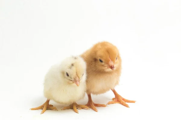 Dos Recién Nacidos Chick Ayam Kampung Raza Pollo Reportada Desde — Foto de Stock