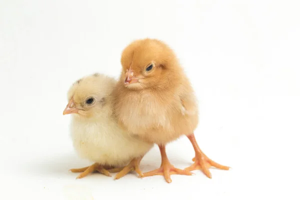Dois Recém Nascidos Chick Ayam Kampung Raça Galinha Relatada Indonésia — Fotografia de Stock