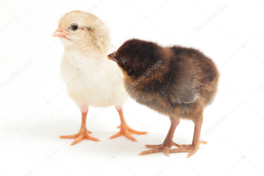 Two newborn Chick Ayam Kampung is the chicken breed reported from Indonesia. `free-range chicken` or literally `village chicken`Gallus domesticus. isolated on white background