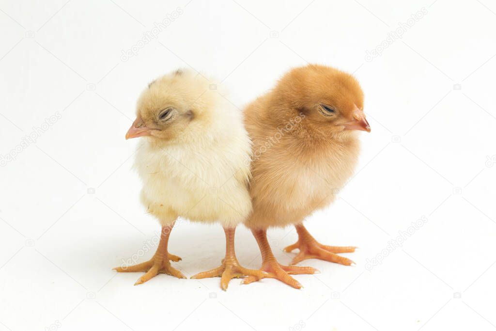 Two newborn Chick Ayam Kampung is the chicken breed reported from Indonesia. `free-range chicken` or literally `village chicken`Gallus domesticus. isolated on white background