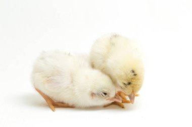 Endonezya 'dan bildirilen tavuk cinsi iki yeni doğan sarı Civciv Ayam Kampung. 