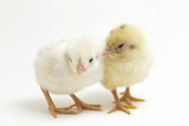 Endonezya 'dan bildirilen tavuk cinsi iki yeni doğan sarı Civciv Ayam Kampung. 