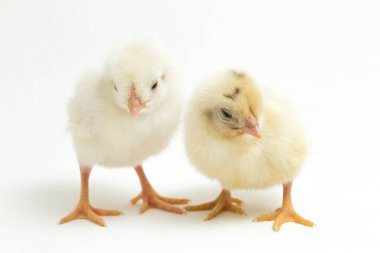 Endonezya 'dan bildirilen tavuk cinsi iki yeni doğan sarı Civciv Ayam Kampung. 