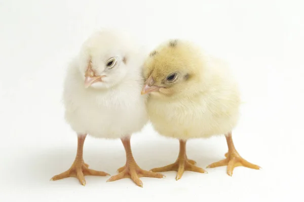 Δύο Νεογέννητα Κίτρινο Λευκό Chick Ayam Kampung Είναι Φυλή Κοτόπουλου — Φωτογραφία Αρχείου