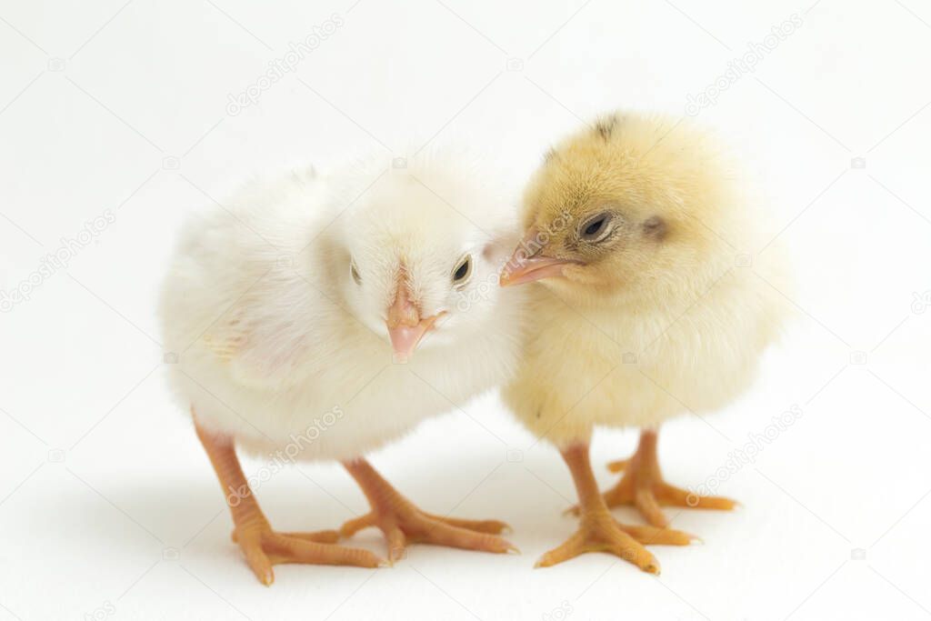 two newborn yellow white Chick Ayam Kampung is the chicken breed reported from Indonesia. `free-range chicken` or literally `village chicken`Gallus domesticus. isolated on white background