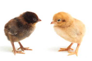 Endonezya 'dan bildirilen iki yeni doğan sarı kahverengi Chick Ayam Kampung tavuk cinsidir. 