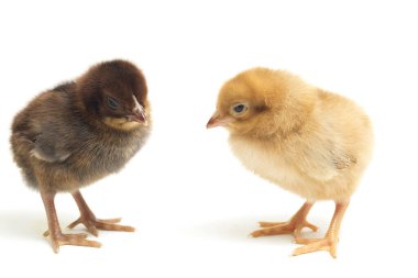 Endonezya 'dan bildirilen iki yeni doğan sarı kahverengi Chick Ayam Kampung tavuk cinsidir. 