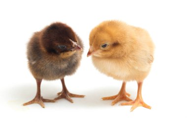 Endonezya 'dan bildirilen iki yeni doğan sarı kahverengi Chick Ayam Kampung tavuk cinsidir. 