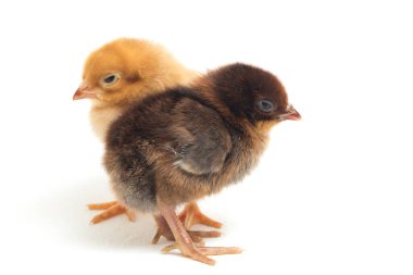 Endonezya 'dan bildirilen iki yeni doğan sarı kahverengi Chick Ayam Kampung tavuk cinsidir. 