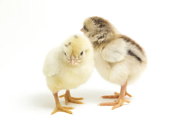 Δύο Νεογέννητα Κίτρινο Καφέ Chick Ayam Kampung Είναι Φυλή Κοτόπουλου — Φωτογραφία Αρχείου