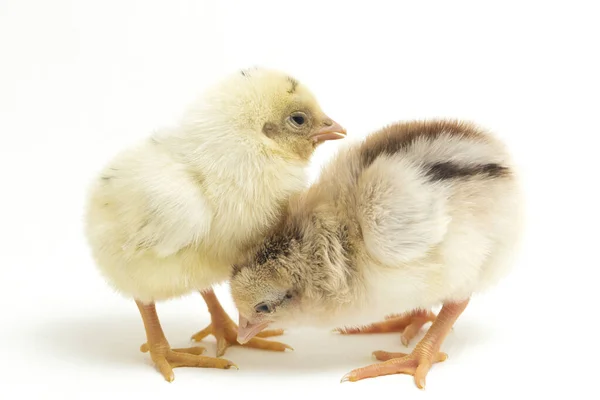 Два Новорожденных Желто Коричневых Цыпленка Аям Kampung Является Куриная Порода — стоковое фото