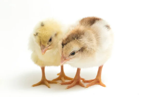 Δύο Νεογέννητα Κίτρινο Καφέ Chick Ayam Kampung Είναι Φυλή Κοτόπουλου — Φωτογραφία Αρχείου