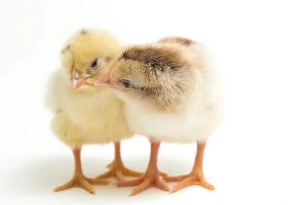 Dos Recién Nacidos Color Amarillo Marrón Chick Ayam Kampung Raza — Foto de Stock