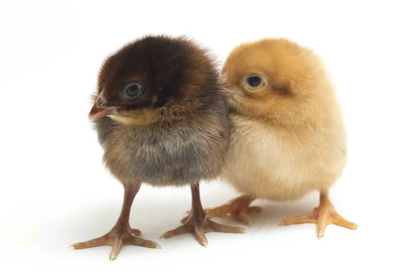 Два Новорожденных Желто Коричневых Цыпленка Аям Kampung Является Куриная Порода — стоковое фото