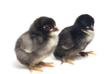 İki yeni doğmuş siyah Chick Ayam Kampung Endonezya 'dan bildirilen tavuk cinsidir. 