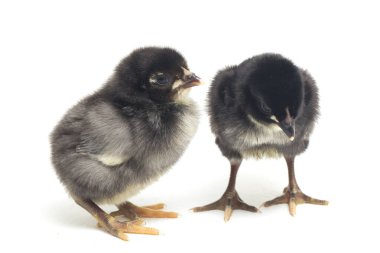 İki yeni doğmuş siyah Chick Ayam Kampung Endonezya 'dan bildirilen tavuk cinsidir. 