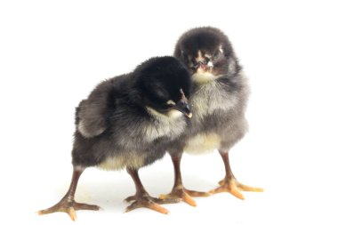 İki yeni doğmuş siyah Chick Ayam Kampung Endonezya 'dan bildirilen tavuk cinsidir. 