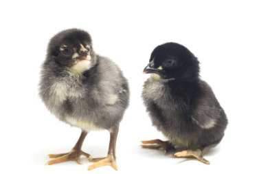 İki yeni doğmuş siyah Chick Ayam Kampung Endonezya 'dan bildirilen tavuk cinsidir. 