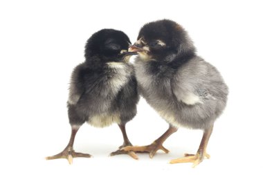 İki yeni doğmuş siyah Chick Ayam Kampung Endonezya 'dan bildirilen tavuk cinsidir. 