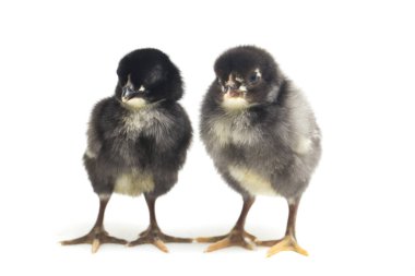 İki yeni doğmuş siyah Chick Ayam Kampung Endonezya 'dan bildirilen tavuk cinsidir. 