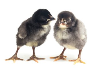 İki yeni doğmuş siyah Chick Ayam Kampung Endonezya 'dan bildirilen tavuk cinsidir. 