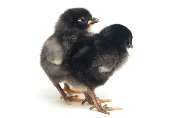 Δύο Νεογέννητα Μαύρο Chick Ayam Kampung Είναι Φυλή Κοτόπουλου Που — Φωτογραφία Αρχείου