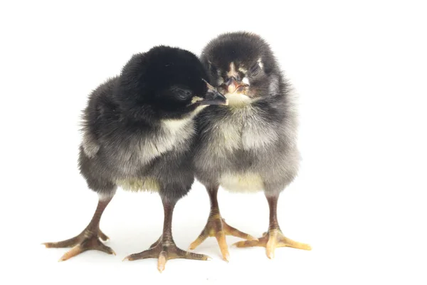 Dois Pintinho Preto Recém Nascido Ayam Kampung Raça Galinha Relatada — Fotografia de Stock